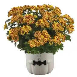 Jardiland Chrysanthème orange offre