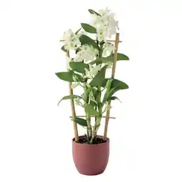 Jardiland Dendrobium nobile offre