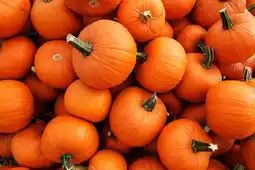 Jardiland Citrouille jack o'lantern offre