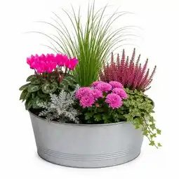 Jardiland Composition d'automne offre
