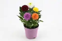 Jardiland Chrysanthème flowerpops offre