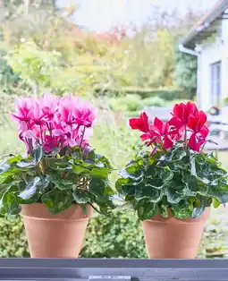 Jardiland Ecloz cyclamen halios ecloz offre