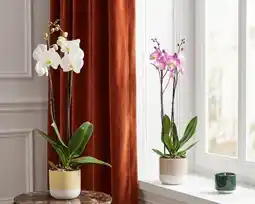 Jardiland Ecloz orchidée ecloz offre