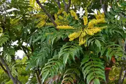 Jardiland Collection de mahonias offre
