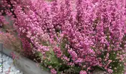 Jardiland Bruyère de la toussaint offre