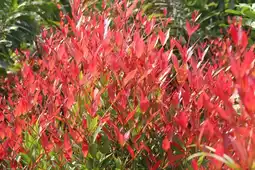 Jardiland Collection de leucothoés offre