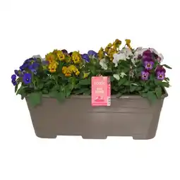 Jardiland Ecloz viola cornuta ecloz offre