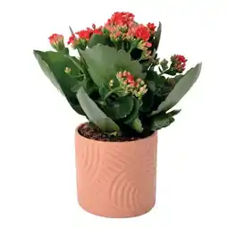 Jardiland Kalanchoe rosalina offre