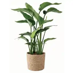 Jardiland Ecloz strelitzia nicolai ecloz offre