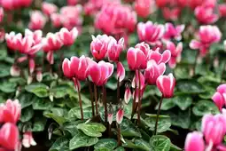 Jardiland Ecloz mini-cyclamen victoria ecloz offre