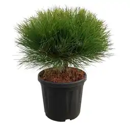 Jardiland Pin noir de bregeon offre