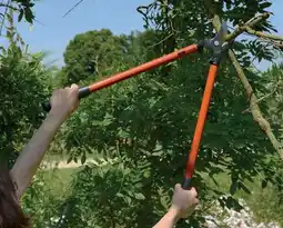 Jardiland Coupe-branches à lames croisantes p140-f bahco offre