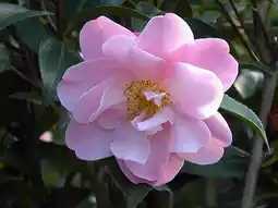 Jardiland Ecloz camélia de jardin ecloz offre