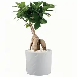 Jardiland Ecloz ficus microcarpa ginseng ecloz offre