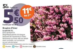 Jardiland Bruyère d'hiver offre