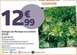 Jardiland Ecloz - oranger du mexique en variétés offre