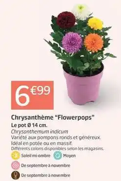 Jardiland Chrysanthème flowerpops offre