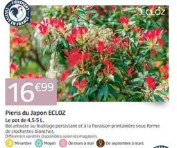 Jardiland Ecloz - pieris du japon offre