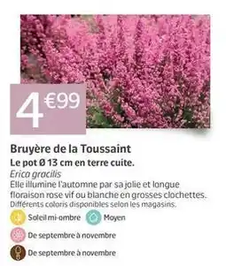 Jardiland Bruyère de la toussaint offre