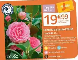 Jardiland Ecloz - camelia de jardin offre