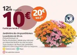 Jardiland Facile - jardinière de chrysanthèmes offre