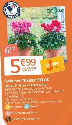 Jardiland Ecloz - cyclamen halios offre