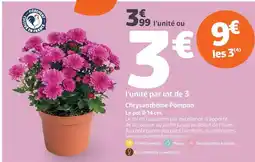Jardiland Chrysanthème pompon offre
