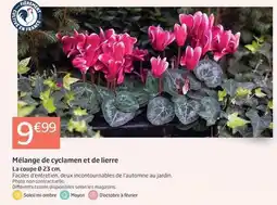 Jardiland Mélange de cyclamen et de lierre offre
