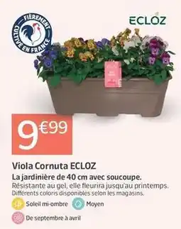 Jardiland Ecloz - viola cornuta offre