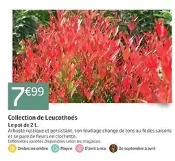 Jardiland Collection de leucothoés offre