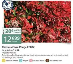 Jardiland Ecloz - photinia carré rouge offre