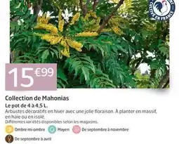 Jardiland Avril - collection de mahonias offre