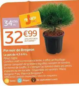 Jardiland Pin noir de bregeon offre