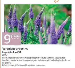 Jardiland Véronique arbustive offre