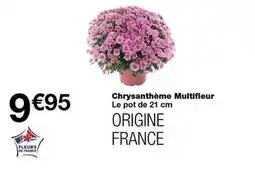 Monoprix Chrysanthème multifleur offre