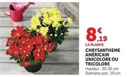 Super U Chrysantheme américain unicolore offre