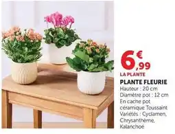 Super U Plante fleurie offre