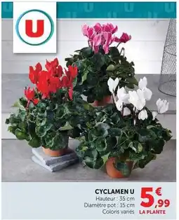 Super U U - cyclamen offre