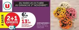 Super U U - chrysanthème offre