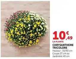 Super U Chrysantheme tricolore offre