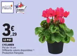 E.Leclerc CYCLAMEN offre