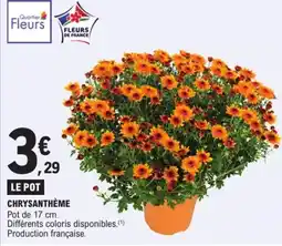 E.Leclerc FLEURS DE FRANCE CHRYsanthème offre