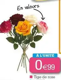 Kandy Tige de rose offre