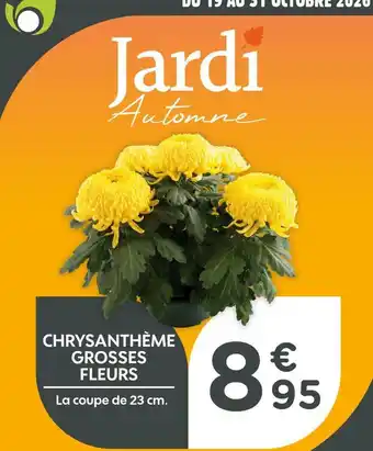 Chrysanthème grosses fleurs