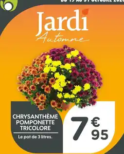 Point Vert Chrysanthème pomponette tricolore offre