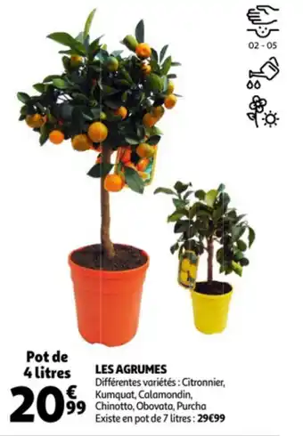 Auchan Les agrumes offre