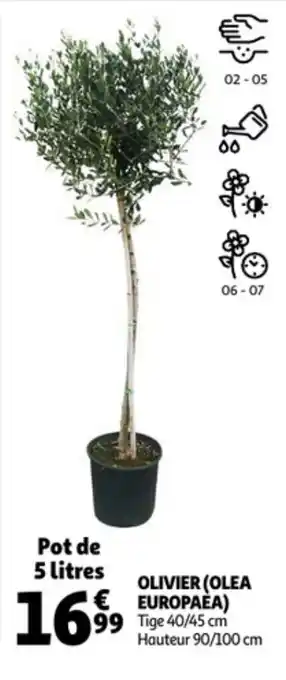 Olivier (olea europaea)