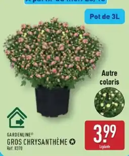 ALDI GARDENLINE GROS CHRYSANTHÈME offre