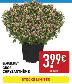 ALDI GARDENLINE GROS CHRYSANTHÈME offre