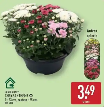 GARDENLINE CHRYsanthème